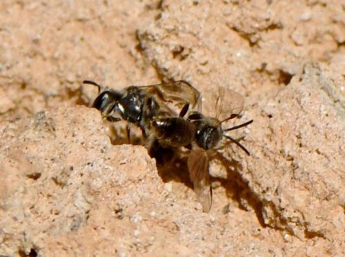 Lasioglossum sp.
